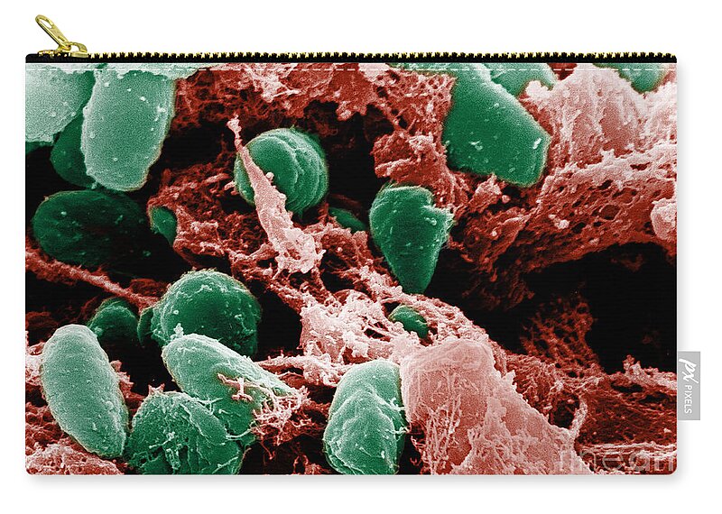 Microbiology Zip Pouch featuring the photograph Yersinia Pestis Bacteria, Sem #8 by Science Source