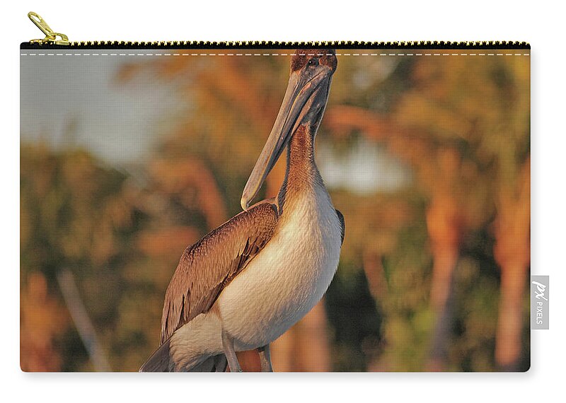  Pelican Zip Pouch featuring the photograph 9- Brown Pelican by Joseph Keane