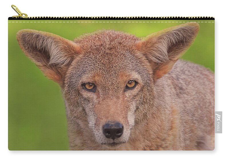 Animal Zip Pouch featuring the photograph Coyote #9 by Brian Cross