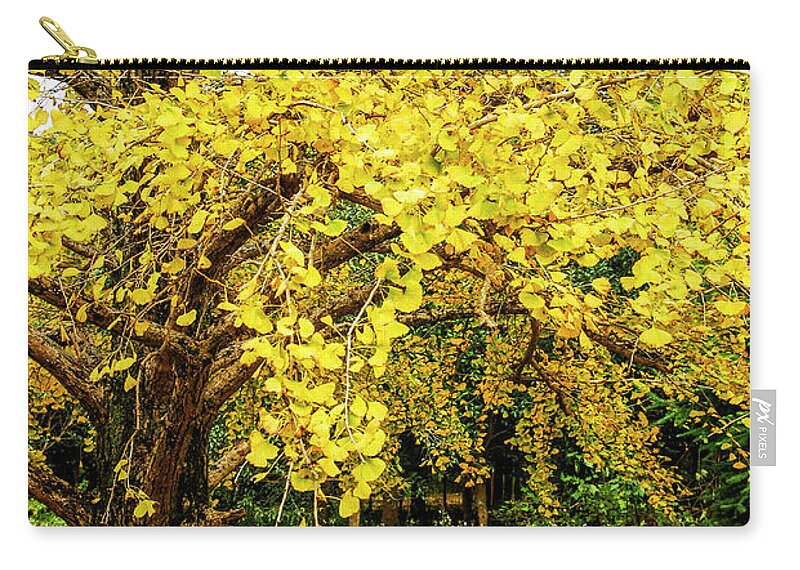 Yellow Zip Pouch featuring the photograph Ginkgo trees in autumn #9 by Carl Ning