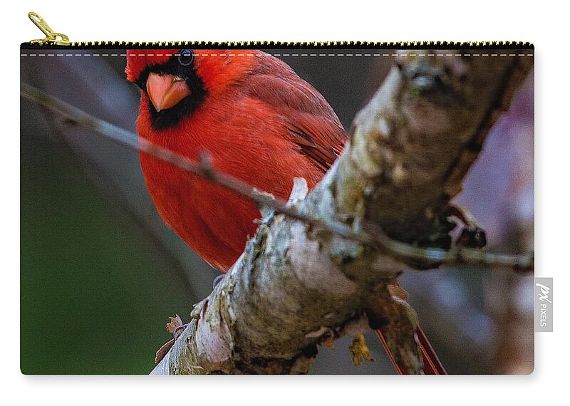 A Cardinal In Spring Prints Zip Pouch featuring the photograph A Cardinal In Spring  by John Harding