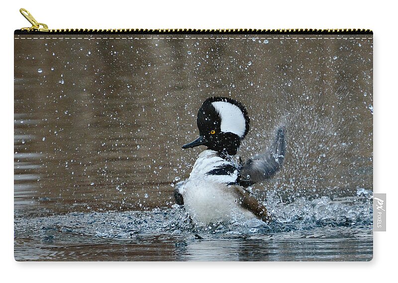 Hooded Merganser Zip Pouch featuring the photograph A Flurry Of Feathers by Fraida Gutovich