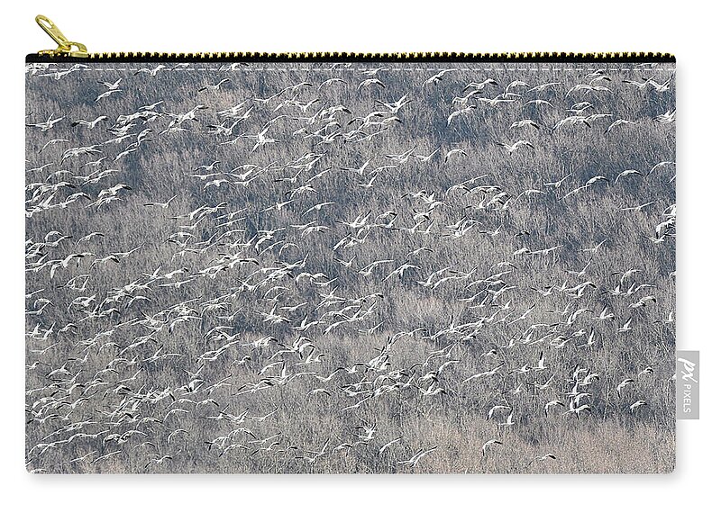 Snow Geese Zip Pouch featuring the photograph A Gathering of Snow Geese by William Jobes