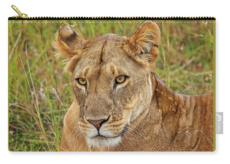 Africa Zip Pouch featuring the photograph A Lioness in Kenya by Mitchell R Grosky