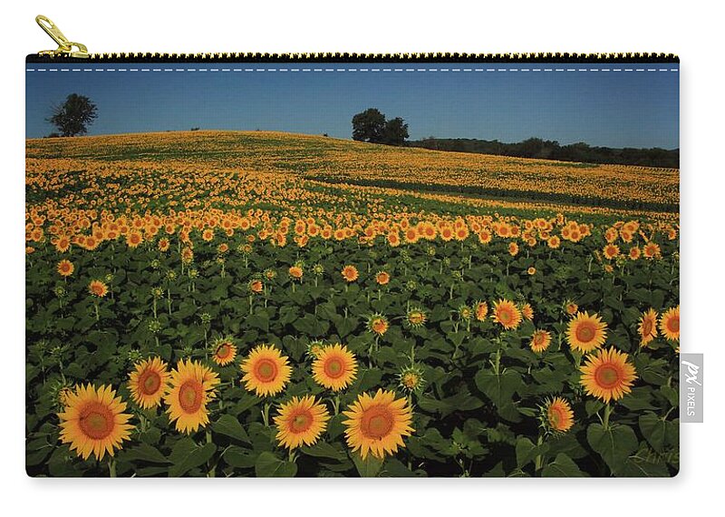 Grinter Zip Pouch featuring the photograph Sunflower Crop by Chris Berry