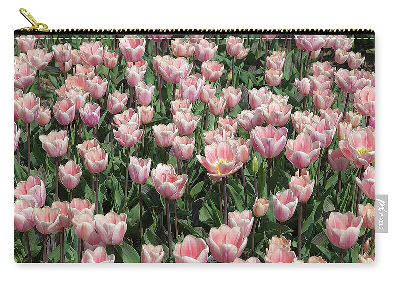 Tulip Zip Pouch featuring the photograph A lot of pink tulips by Tim Abeln