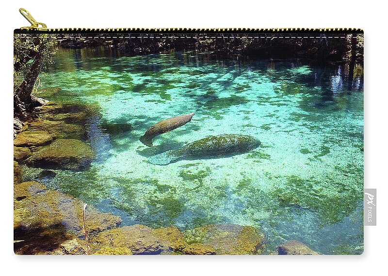 Three Sisters Springs Zip Pouch featuring the photograph A Manatee Calf and Cow by Judy Wanamaker