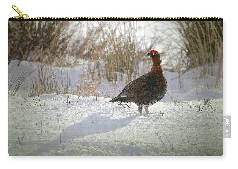 British Birds Zip Pouch featuring the photograph A Moorland Gentleman by Mark Egerton