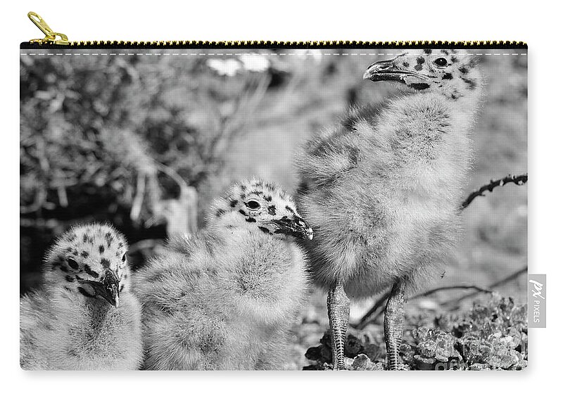 Seagulls Zip Pouch featuring the photograph California Seagull Chicks by John F Tsumas