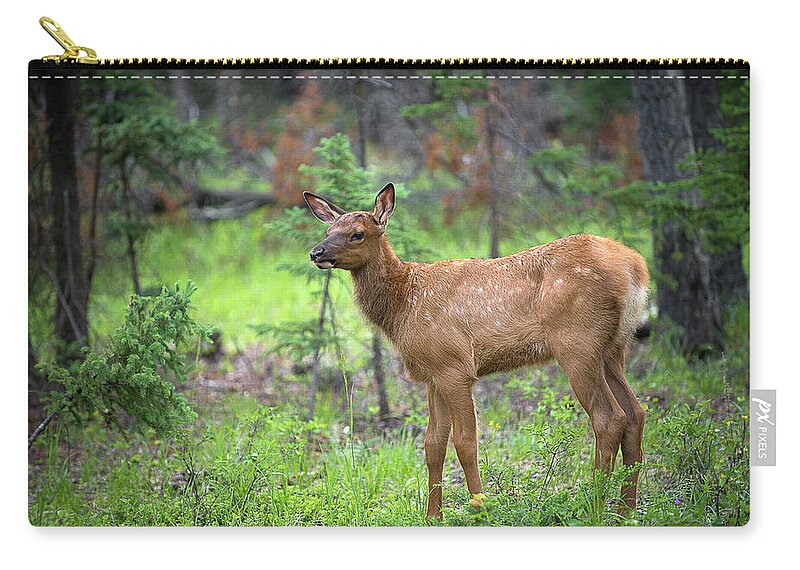 Elk Zip Pouch featuring the photograph A Newborn Elk by Bill Cubitt