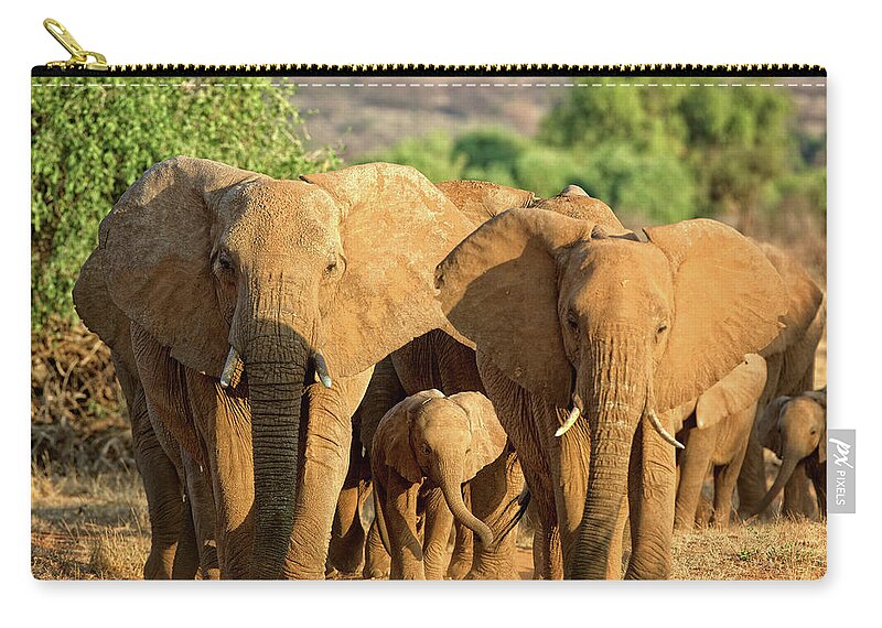 Elephants Zip Pouch featuring the photograph A Parade of Elephants by Steven Upton