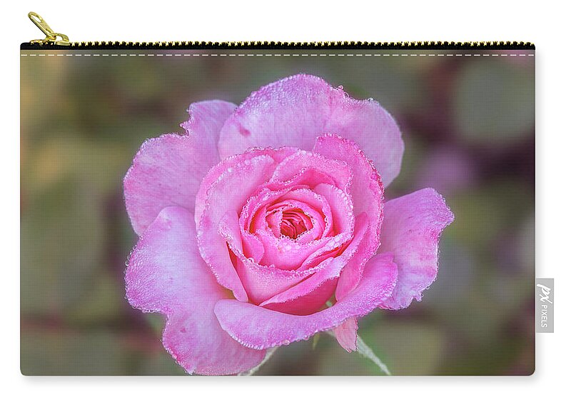 Rose Zip Pouch featuring the photograph A pink rose kissed by morning dew. by Usha Peddamatham
