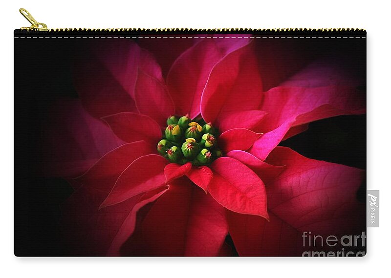 Pink Poinsettia Zip Pouch featuring the photograph A Poinsettia Portrait by Clare Bevan