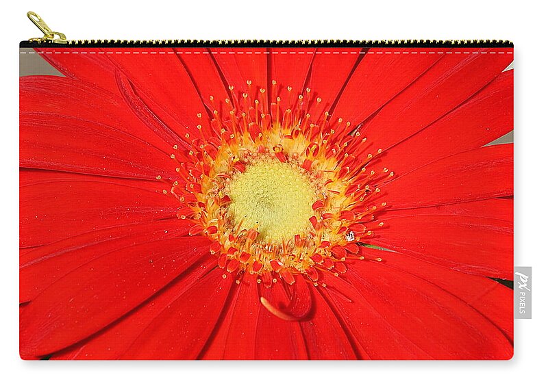 Nature Zip Pouch featuring the photograph A Red Explosion by Sheila Brown