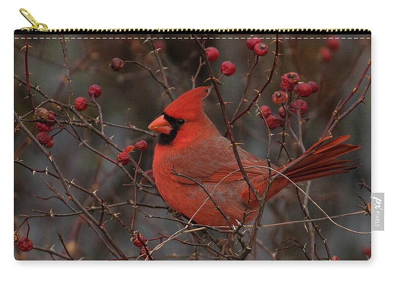 Bird Zip Pouch featuring the photograph A Rose Among Thorns by Jody Partin