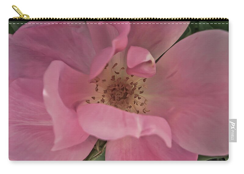 Pink Rose Photographs Zip Pouch featuring the photograph A Single Pink Rose by Joann Copeland-Paul