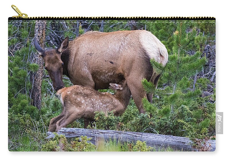 Elk Calf Carry-all Pouch featuring the photograph A Sweet Moment In Time by Mindy Musick King