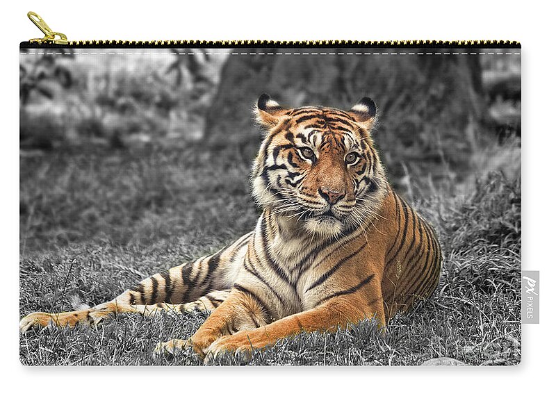 Large Tiger Approaching Zip Pouch featuring the photograph A Tiger Relaxing on a Cool Afternoon II by Jim Fitzpatrick