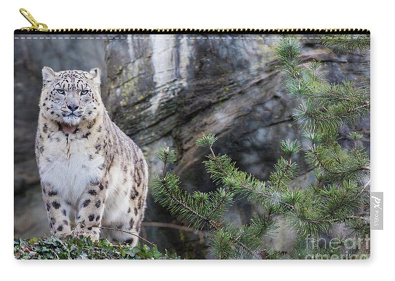 Snow Zip Pouch featuring the photograph Adult snow leopard standing on rocky ledge by Jane Rix