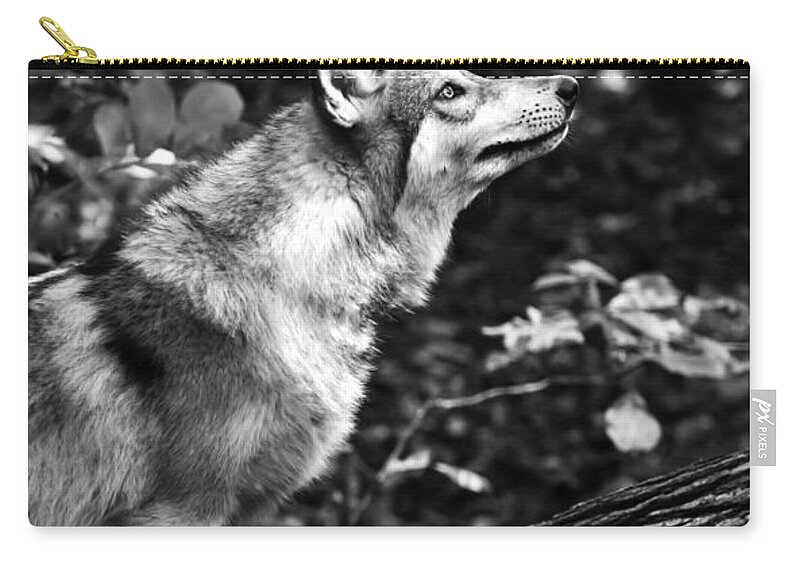 Aero Wolf Zip Pouch featuring the photograph Aero Wolf in Black and White by Tracy Winter