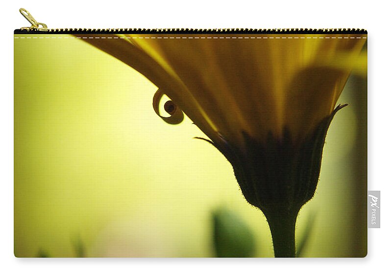 Flowers Zip Pouch featuring the photograph African Daisy In The Shadows by Dorothy Lee