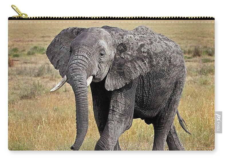 African Wildlife Zip Pouch featuring the photograph African Elephant Happy And Free by Gill Billington