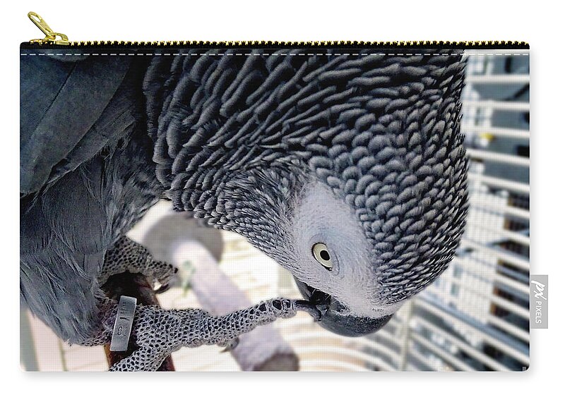 Grey Zip Pouch featuring the photograph African Grey Parrot by Melissa Messick