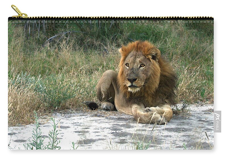 Karen Zuk Rosenblatt Art And Photography Zip Pouch featuring the photograph African Lion by Karen Zuk Rosenblatt