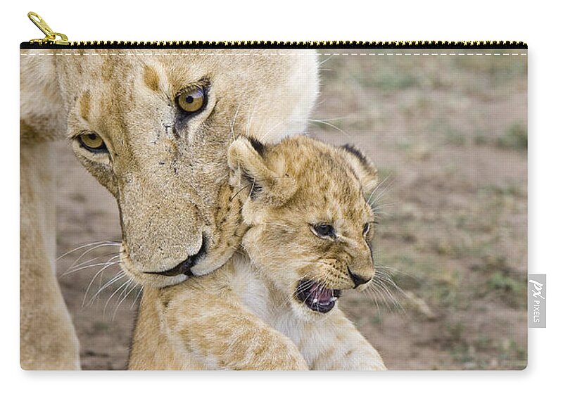 00761319 Carry-all Pouch featuring the photograph African Lion Mother Picking Up Cub by Suzi Eszterhas