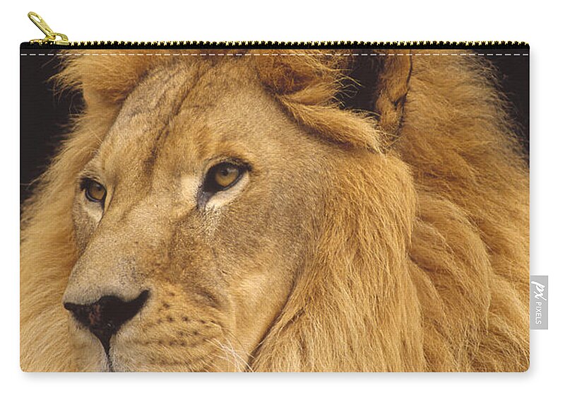 Mp Zip Pouch featuring the photograph African Lion Panthera Leo Male by Gerry Ellis