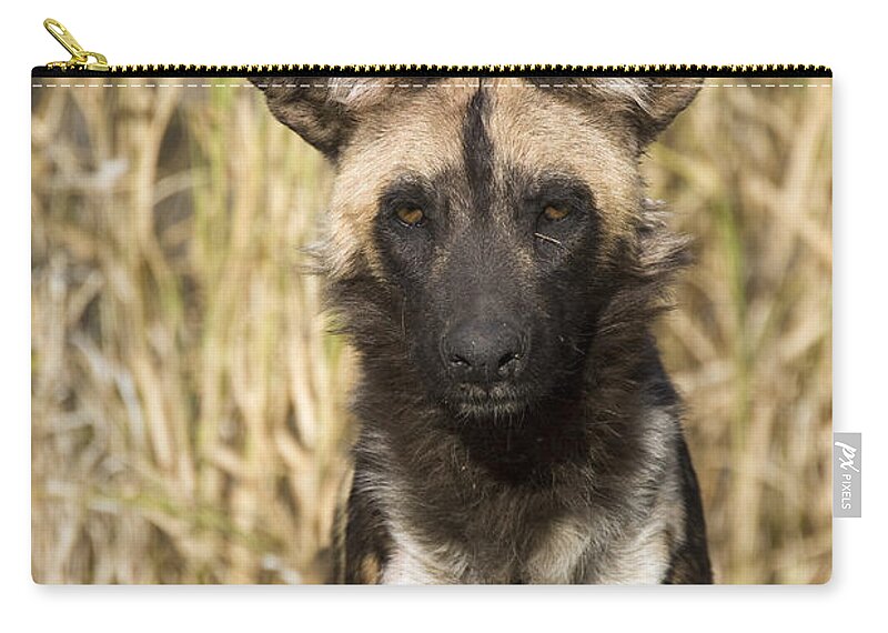 00426044 Carry-all Pouch featuring the photograph African Wild Dog Okavango Delta Botswana by Suzi Eszterhas