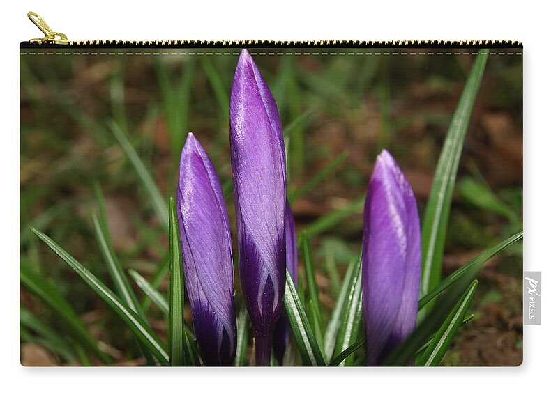 Crocus Zip Pouch featuring the photograph Against All Odds by Richard Brookes