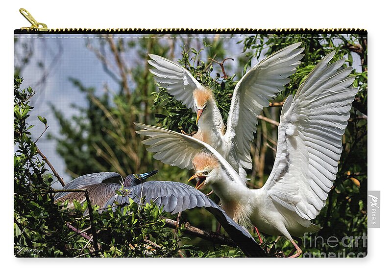 Egrets Zip Pouch featuring the photograph Aggression Between Cattle Egrets and Tricolored Heron by DB Hayes