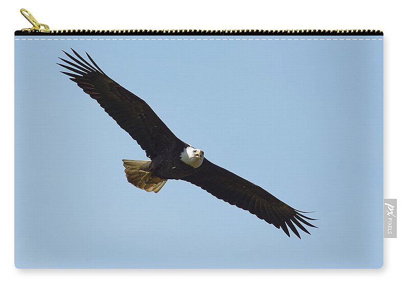 Darin Volpe Wildlife Zip Pouch featuring the photograph Airborne - Bald Eagle at Kalifornsky, Alaska by Darin Volpe