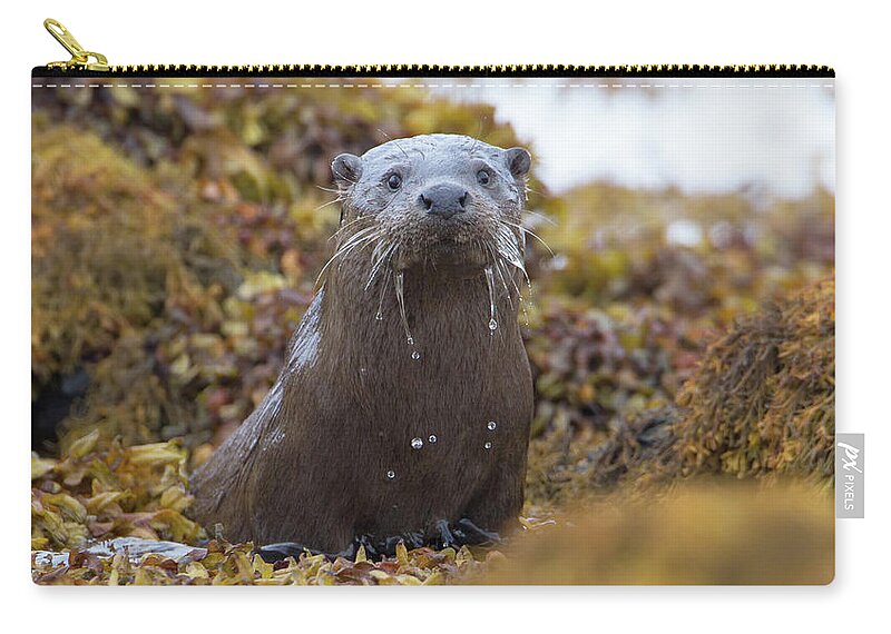 Otter Carry-all Pouch featuring the photograph Alert Female Otter by Pete Walkden