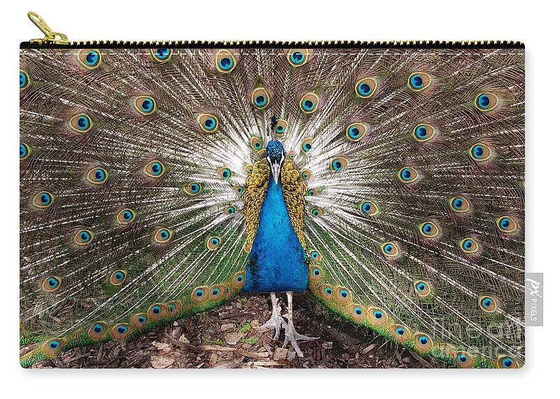 Peacock Zip Pouch featuring the photograph All Eyes on Me by Ann Horn