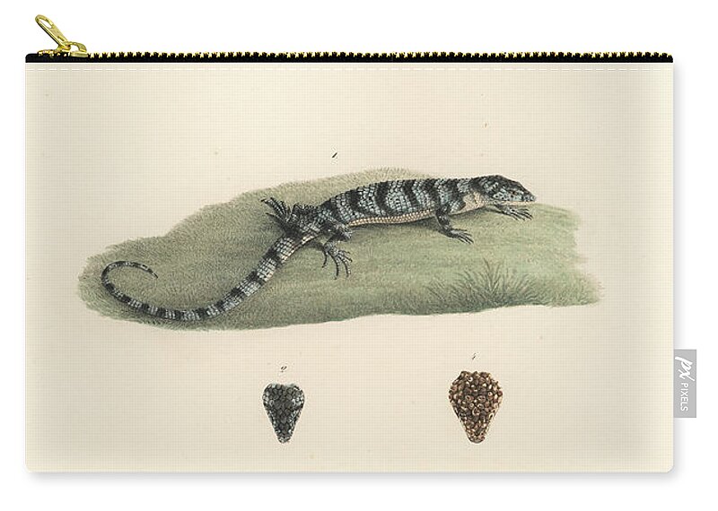 Deppes Arboreal Alligator Lizard Zip Pouch featuring the drawing Alligator Lizards by Friedrich August Schmidt