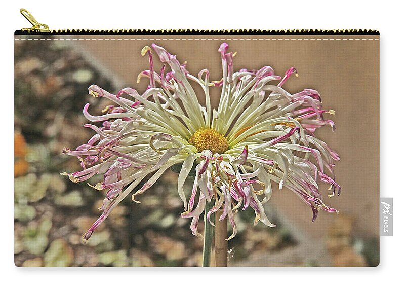 Allium Sunburst Pink/purple Tips On White Petals Yellow Center Zip Pouch featuring the photograph Allium Sunburst Pink/Purple tips on White Petals Yellow Center 2 10232017 Colorado by David Frederick