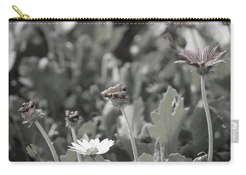 Field Of Daisies Zip Pouch featuring the photograph Almost Black and White Field of Daisies by Colleen Cornelius