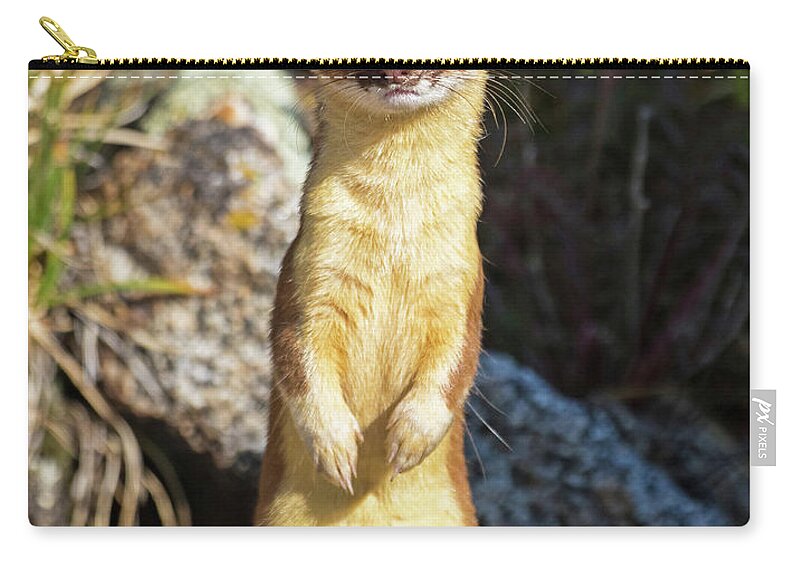 Long-tailed Weasel Carry-all Pouch featuring the photograph Alpine Tundra Weasel #3 by Mindy Musick King