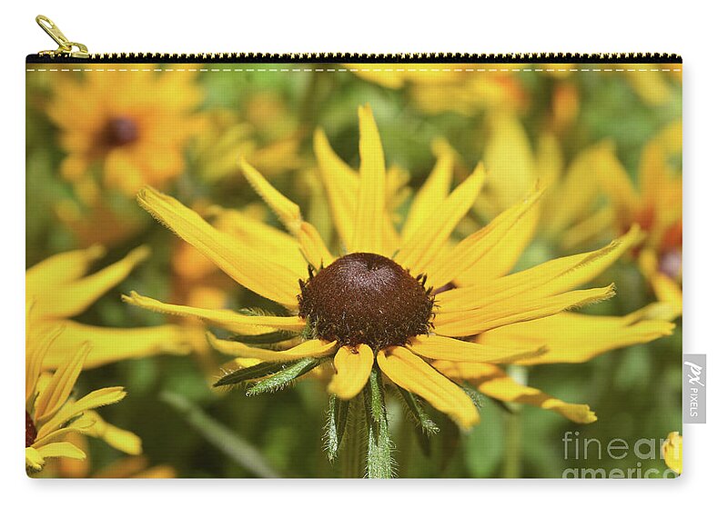 Black-eyed-susan Zip Pouch featuring the photograph Amazing Close Up of a Yellow Ox Eye Daisy by DejaVu Designs