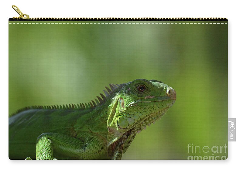 Iguana Zip Pouch featuring the photograph Amazing Look at a Common Iguana by DejaVu Designs