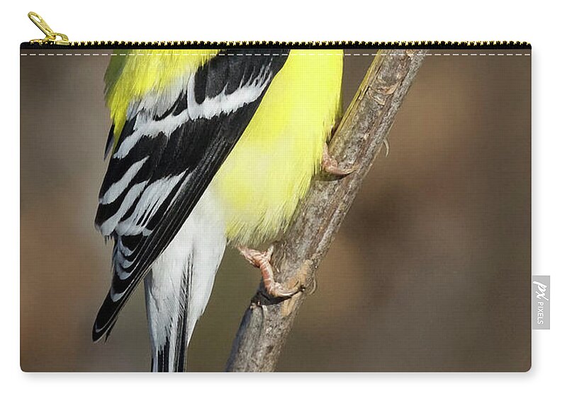 Bird Zip Pouch featuring the photograph America Goldfinch Glow by Art Cole
