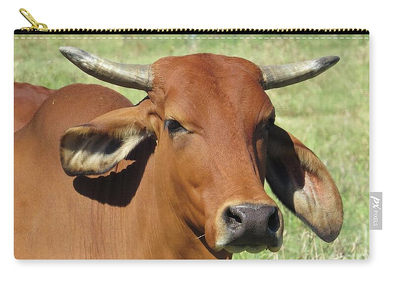 Animals Zip Pouch featuring the photograph American Brahman Cow ii by Ella Kaye Dickey