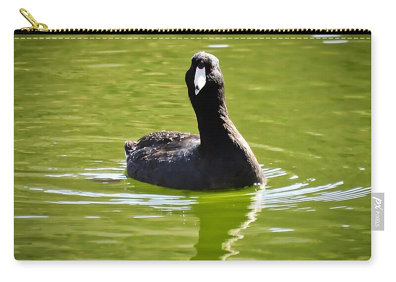 American Coot Carry-all Pouch featuring the photograph American Coot Portrait by Judy Kennedy