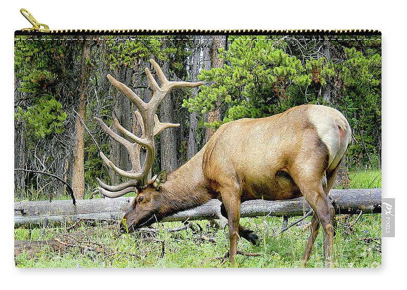 Autumn Zip Pouch featuring the photograph American Elk grazing in the meadow by Gunther Allen