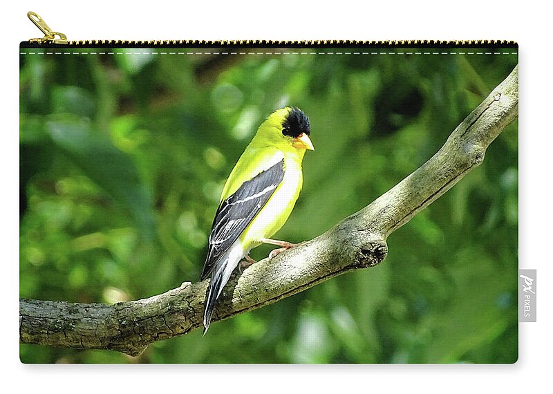 American Goldfinch Zip Pouch featuring the photograph American Goldfinch 2 by Lilia S