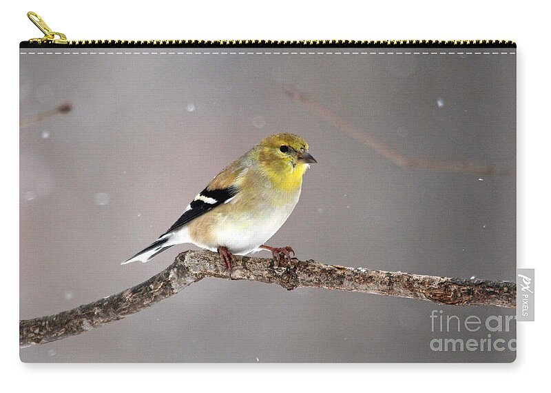 Birds Zip Pouch featuring the photograph American Goldfinch 5 by Jamie Smith