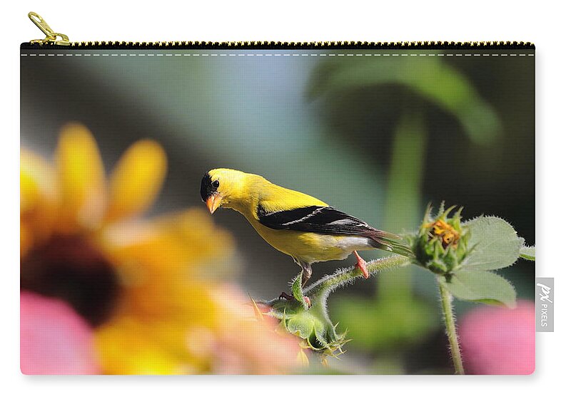 American Goldfinch Zip Pouch featuring the photograph American Goldfinch by John Moyer