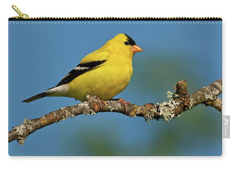 American Goldfinch Zip Pouch featuring the photograph American Goldfinch Perched in a Tree by Jeff Goulden